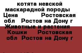 котята невской маскарадной породы › Цена ­ 3 500 - Ростовская обл., Ростов-на-Дону г. Животные и растения » Кошки   . Ростовская обл.,Ростов-на-Дону г.